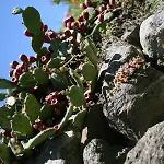 Una Casa Tra Gli Alberi Отель типа 