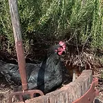 Una Casa Tra Gli Alberi *