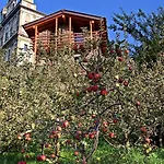 Una Casa Tra Gli Alberi