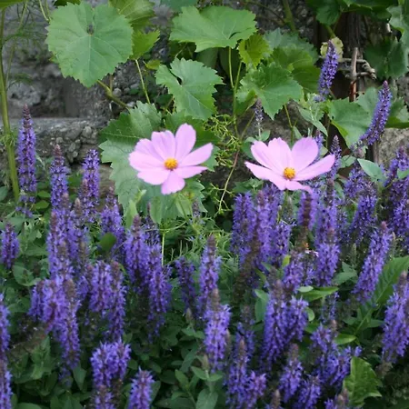 Una Casa Tra Gli Alberi Panzió Tresivio