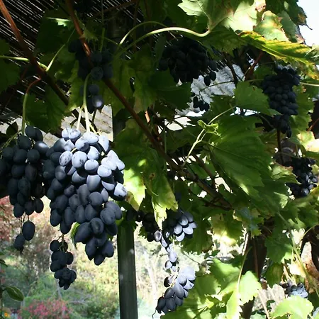 Una Casa Tra Gli Alberi