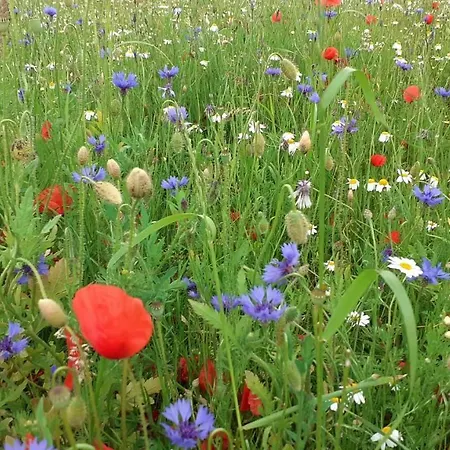 Una Casa Tra Gli Alberi Panzió *