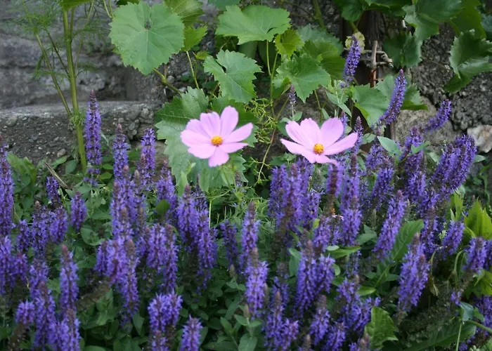 Una Casa Tra Gli Alberi Panzió Tresivio