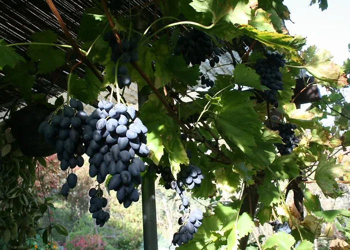 Una Casa Tra Gli Alberi