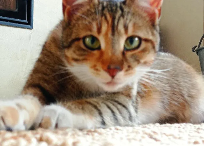 Una Casa Tra Gli Alberi