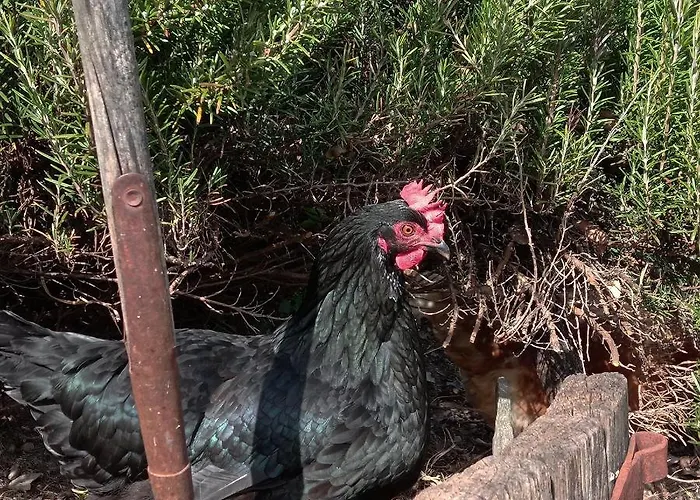 Una Casa Tra Gli Alberi *