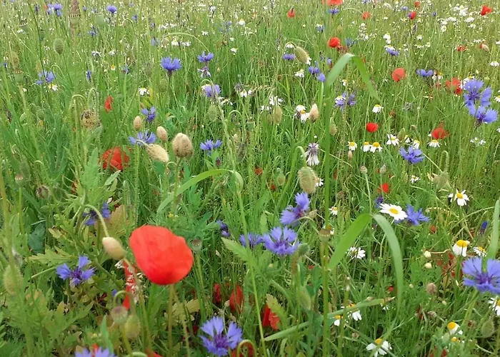 Una Casa Tra Gli Alberi Panzió *