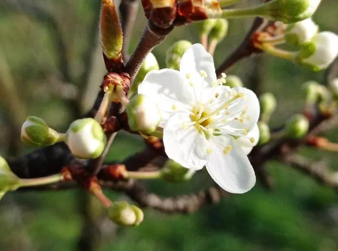 Bed and breakfast Una Casa Tra Gli Alberi