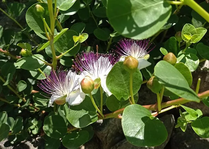 Panzió Una Casa Tra Gli Alberi *