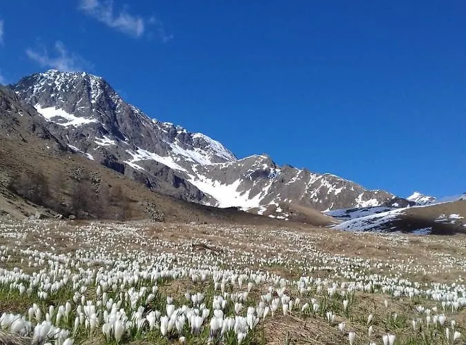 Una Casa Tra Gli Alberi *
