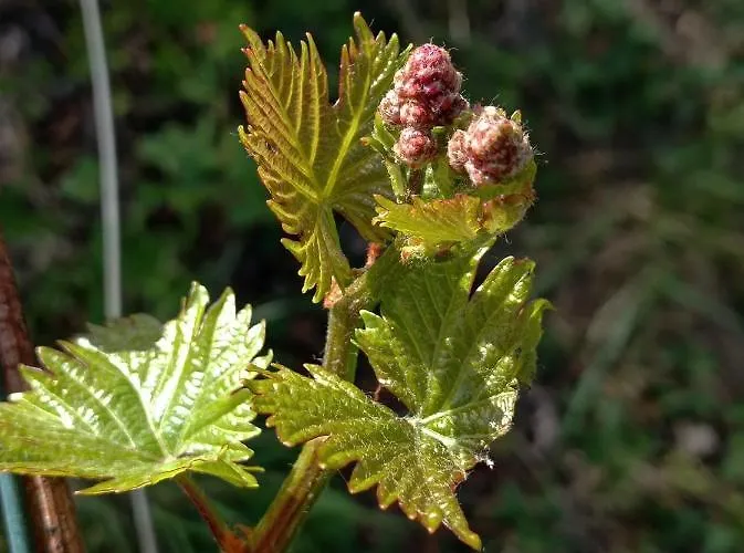 Una Casa Tra Gli Alberi Bed and breakfast *