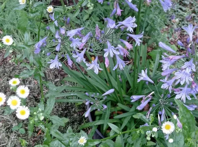 Una Casa Tra Gli Alberi Panzió Tresivio